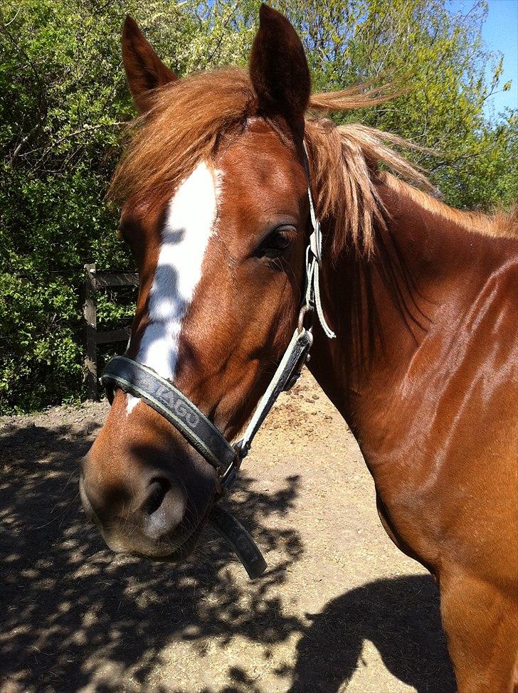 Anden særlig race Emma/ lotus *SOLGT* - Emma! billede 14