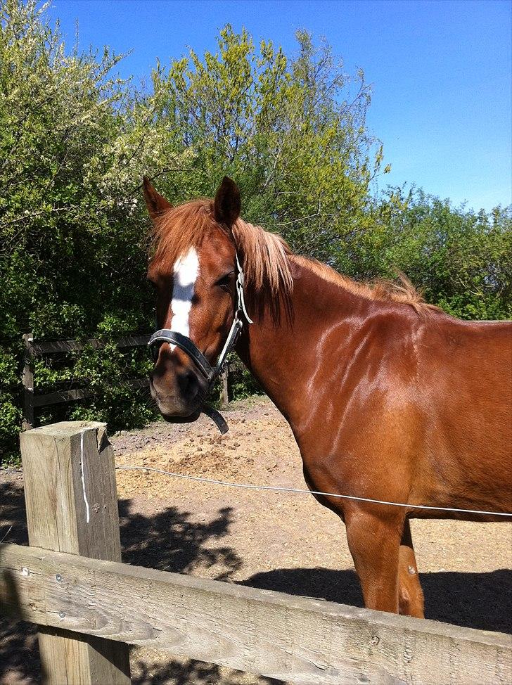 Anden særlig race Emma/ lotus *SOLGT* - dejlige Emma. billede 15