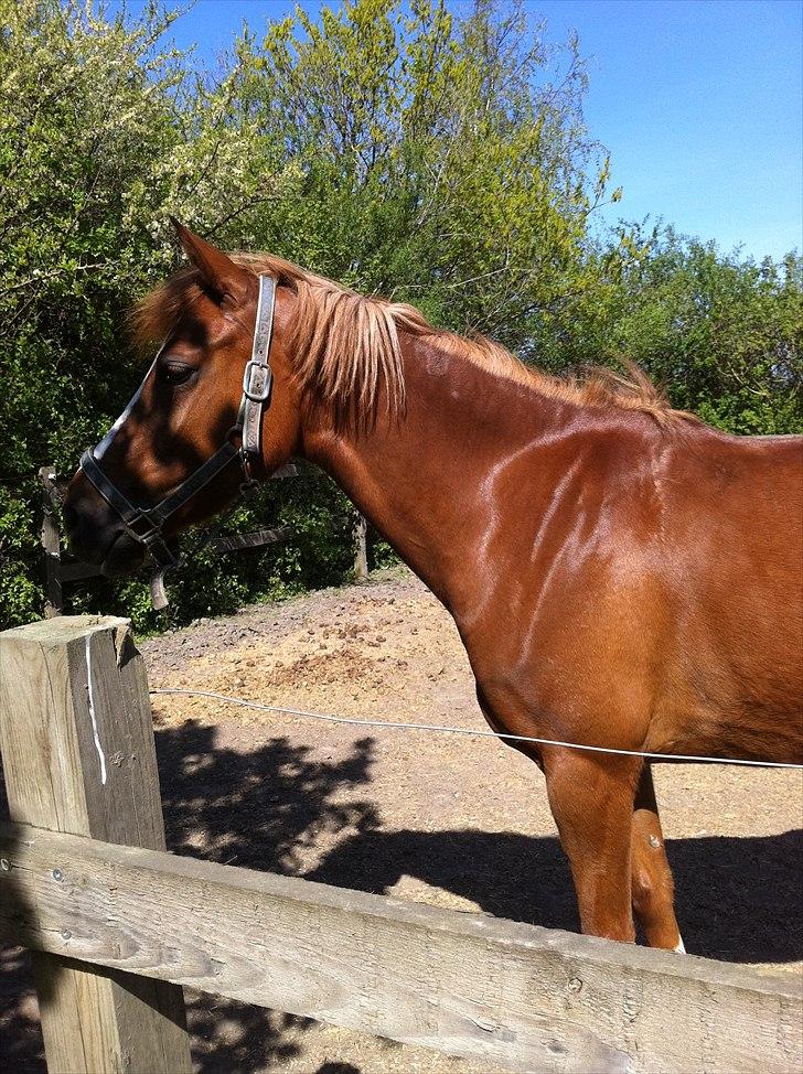 Anden særlig race Emma/ lotus *SOLGT* - Emma. billede 5