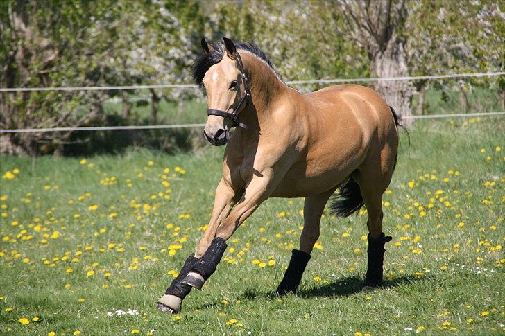 Tysk Sportspony Bodethal's Romy A-pony billede 10