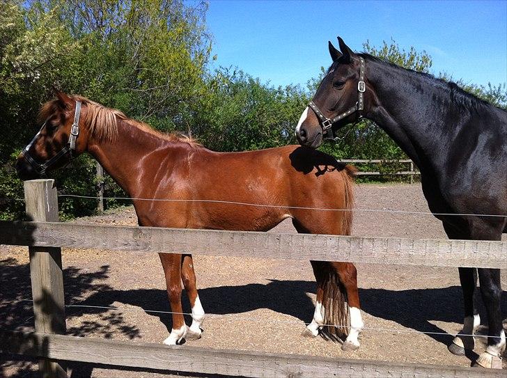 Anden særlig race Emma/ lotus *SOLGT* - Emma og Felicia. billede 3
