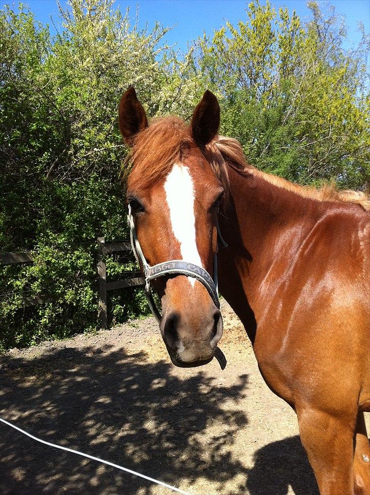 Anden særlig race Emma/ lotus *SOLGT* - Emma. billede 16