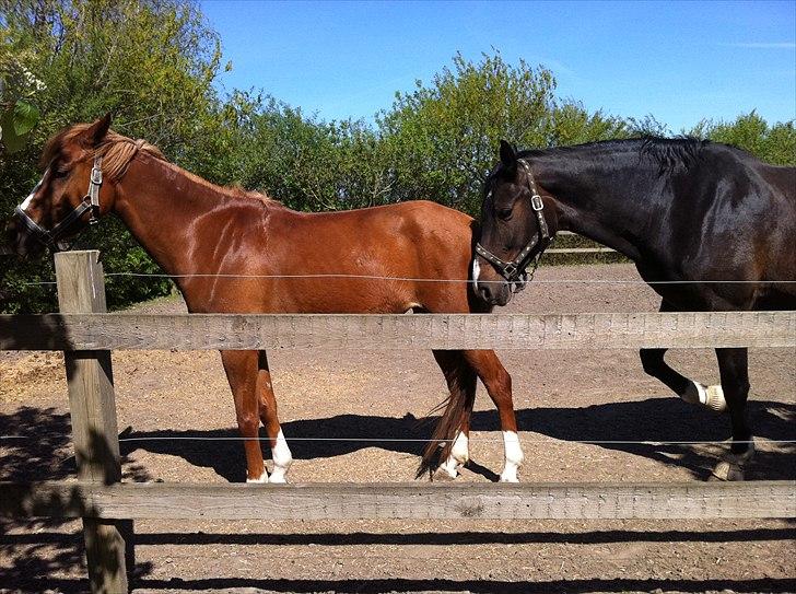 Anden særlig race Emma/ lotus *SOLGT* - Emma og Felicia. billede 6