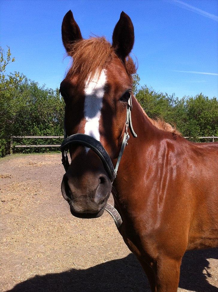 Anden særlig race Emma/ lotus *SOLGT* - Emma. billede 8