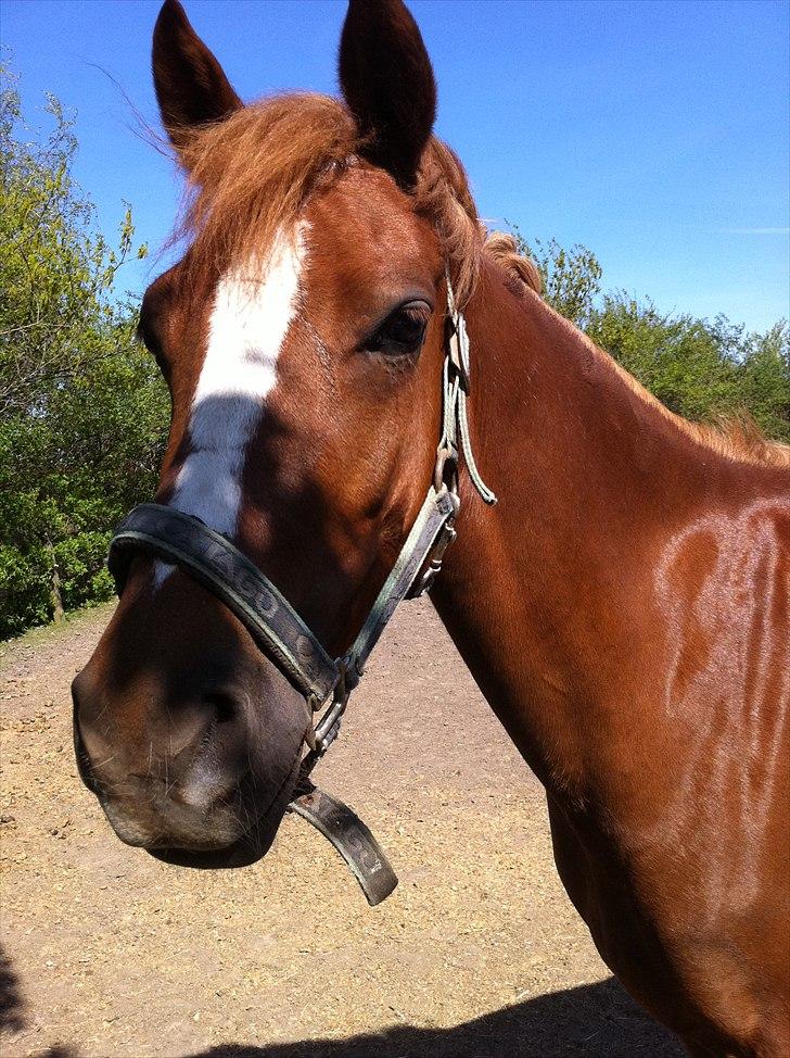 Anden særlig race Emma/ lotus *SOLGT* - Emma. billede 17