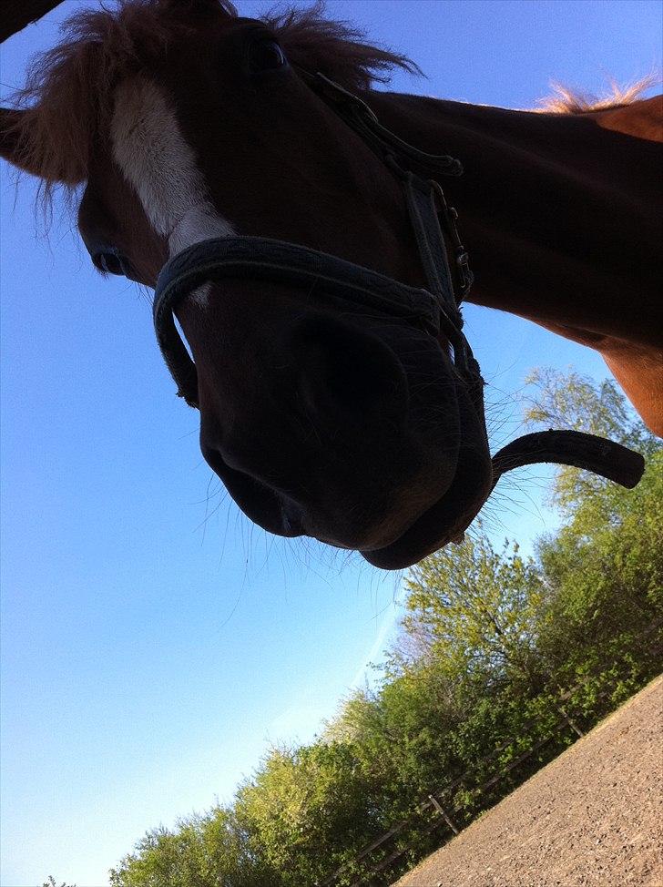 Anden særlig race Emma/ lotus *SOLGT* - Emma nedefra?:D billede 9