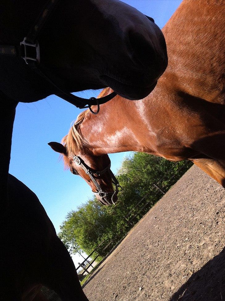 Anden særlig race Emma/ lotus *SOLGT* - Halvdelen af Felicia´s hoved og Emma!:D billede 18