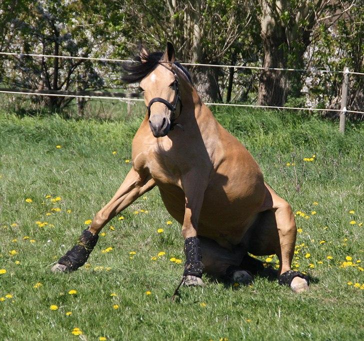 Tysk Sportspony Bodethal's Romy A-pony billede 11