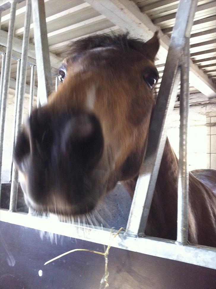 Hollandsk Sportspony Jalle - ehh han kan ikke stå stille!:D billede 13