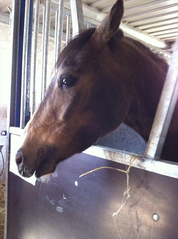 Hollandsk Sportspony Jalle - jalsen:D billede 14