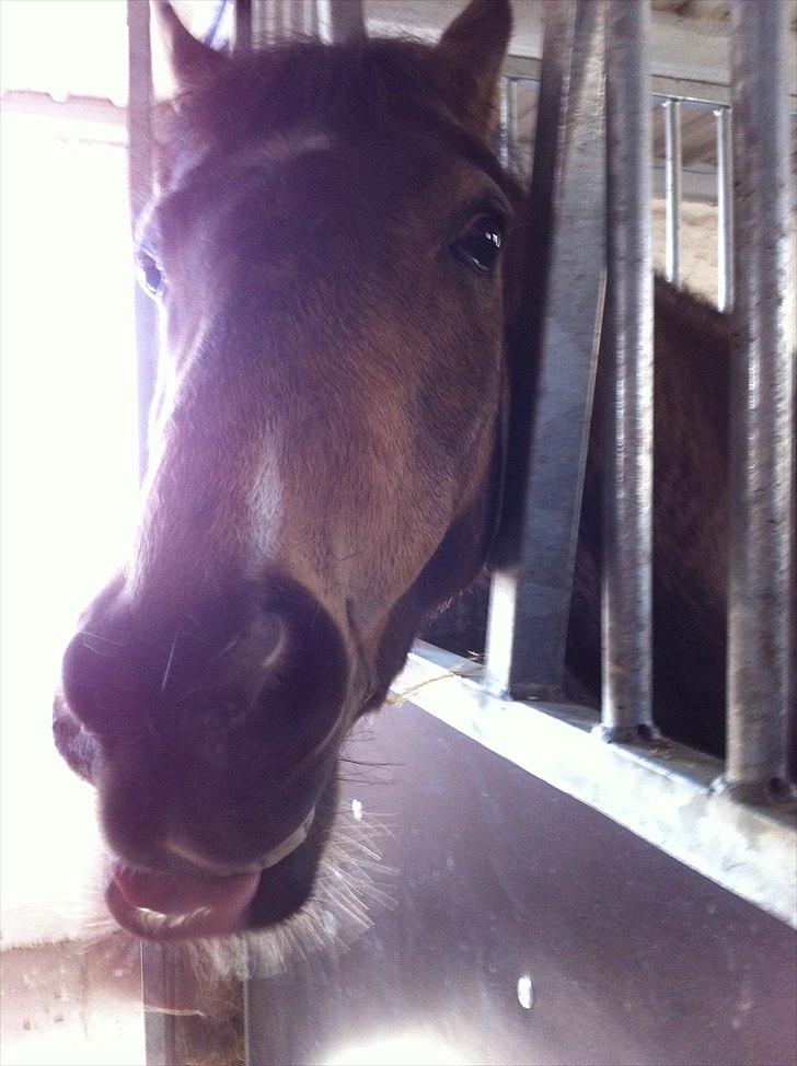 Hollandsk Sportspony Jalle - tag det nu! nu! jeg rækker jo tunge. tryk nu!:D billede 15
