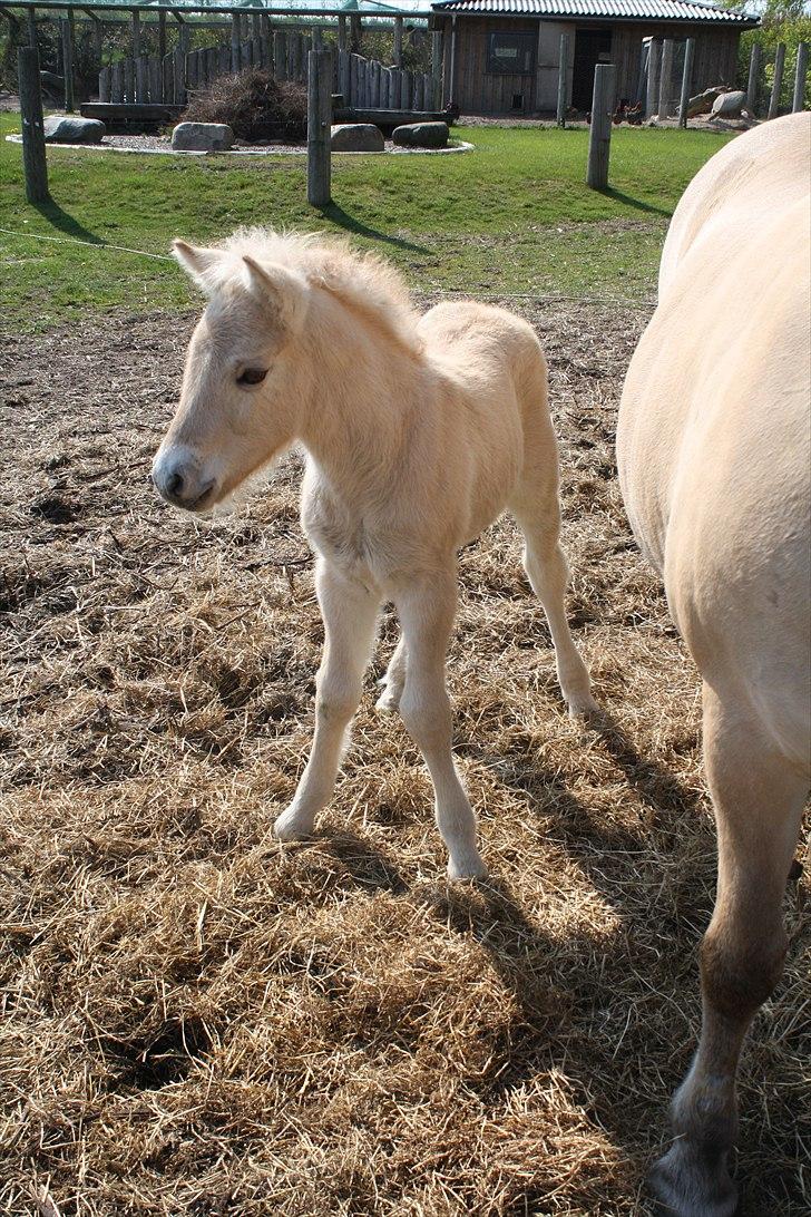 Fjordhest Grangårdens Cashmir - Bambi på glat is !<3 billede 2