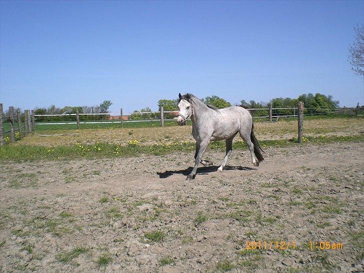 Welsh Mountain (sec A) Mariks Peredur billede 6