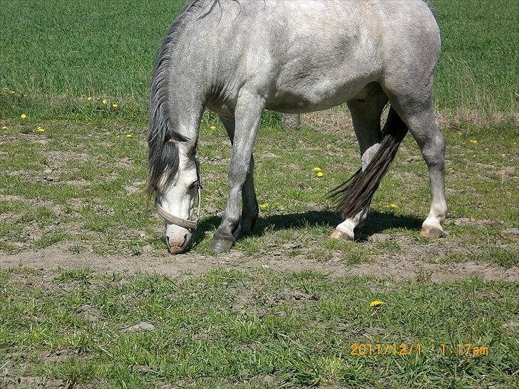 Welsh Mountain (sec A) Mariks Peredur billede 7