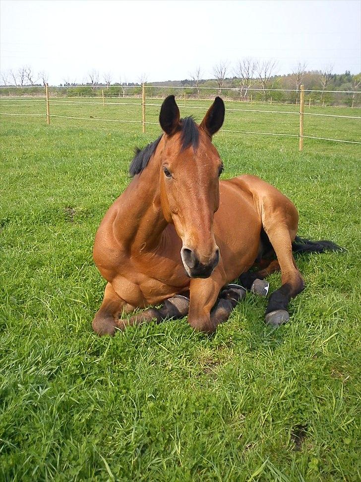 Hannoveraner Gavin - Velkommen til Gavins profil billede 1