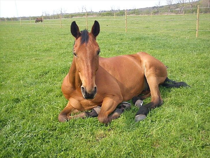 Hannoveraner Gavin billede 2