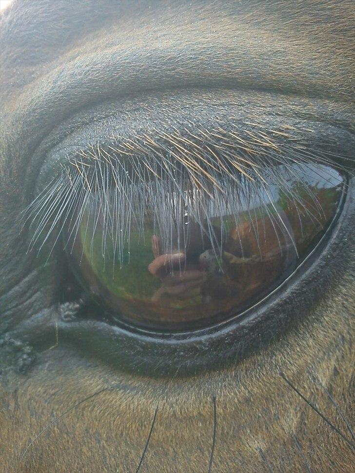 Hannoveraner Gavin billede 3