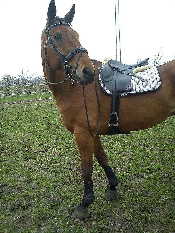 Hannoveraner Gavin billede 4