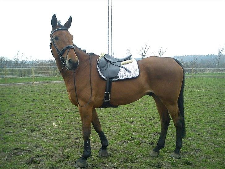 Hannoveraner Gavin billede 5