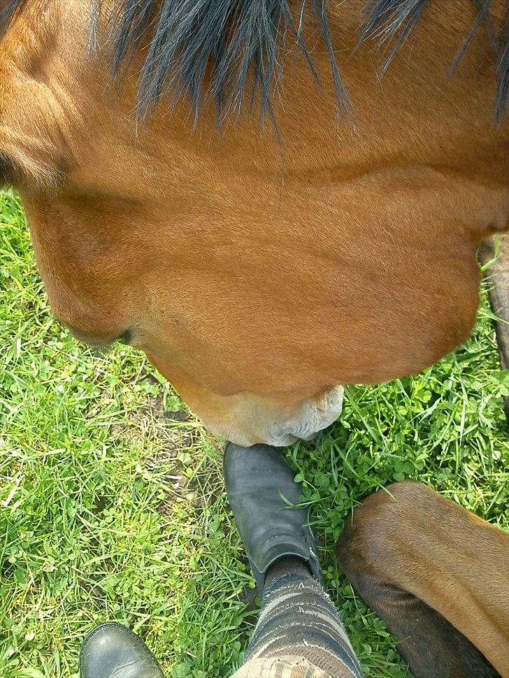 Hannoveraner Gavin billede 6