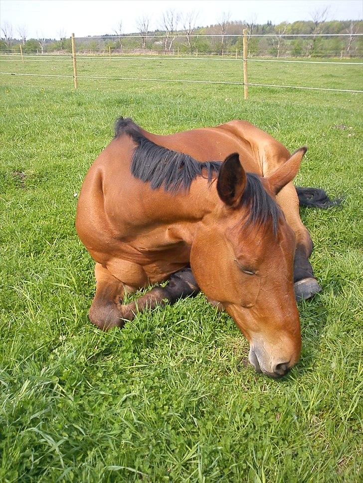 Hannoveraner Gavin billede 7