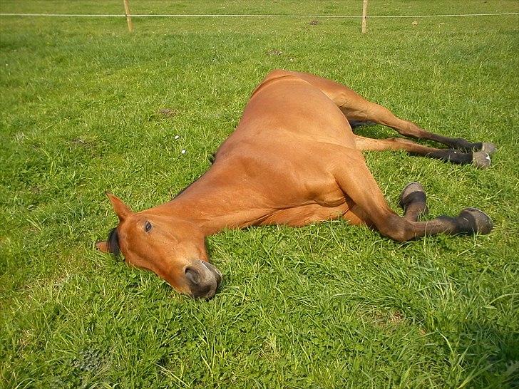 Hannoveraner Gavin billede 8