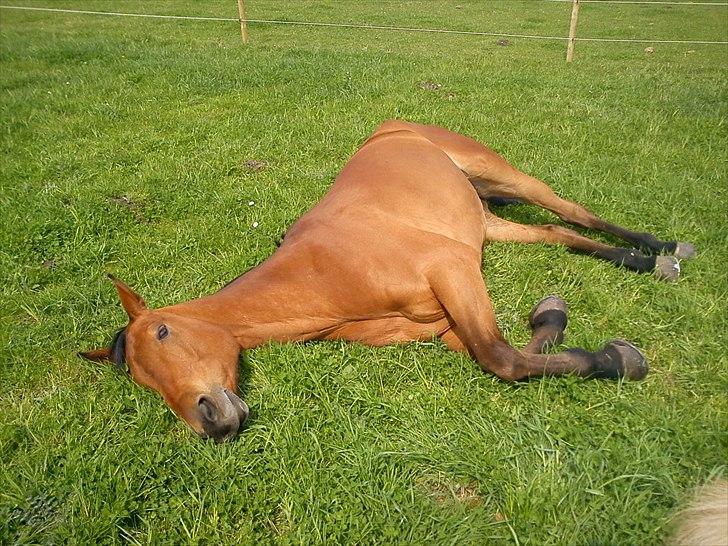 Hannoveraner Gavin billede 9