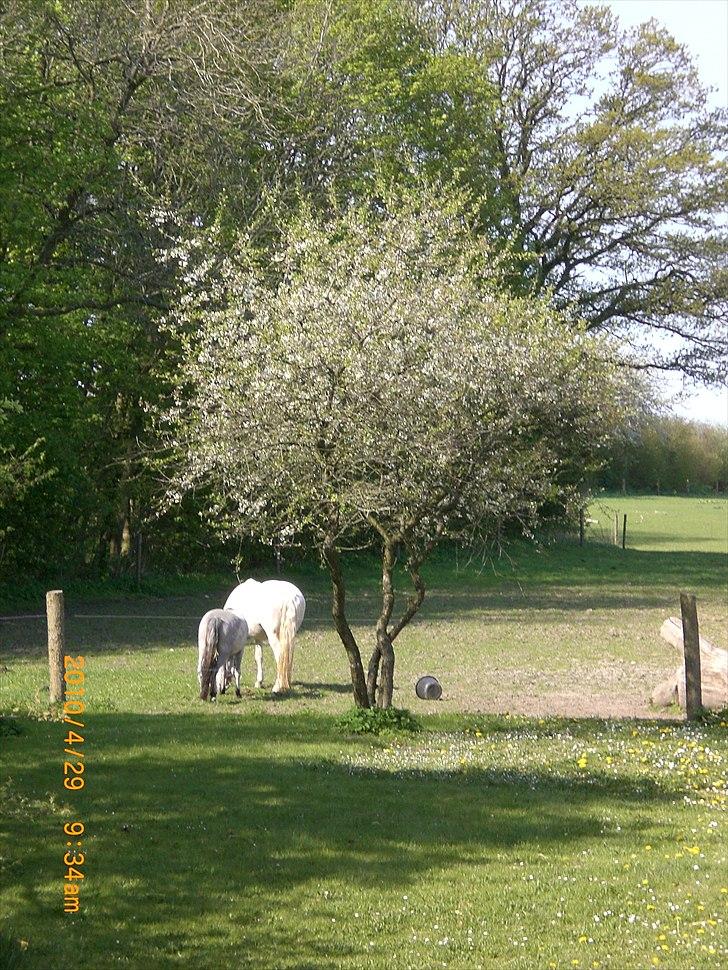 Anden særlig race Ragna billede 15