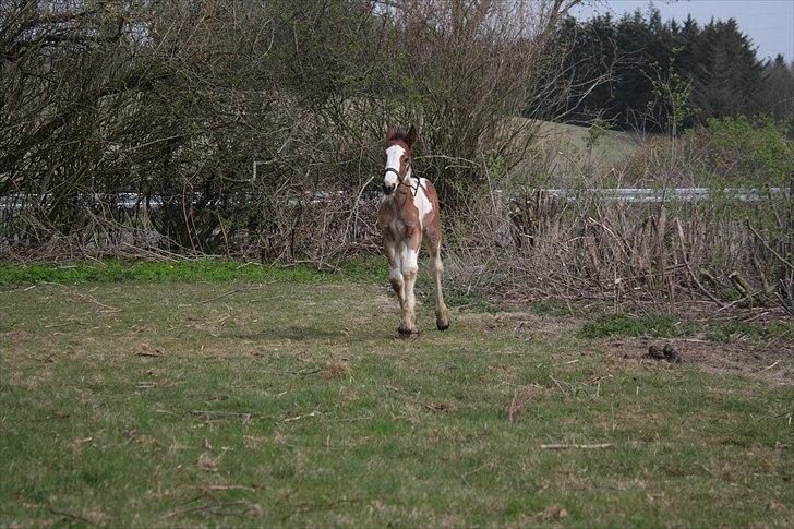Tinker Li. Høngård´s Flicka billede 3