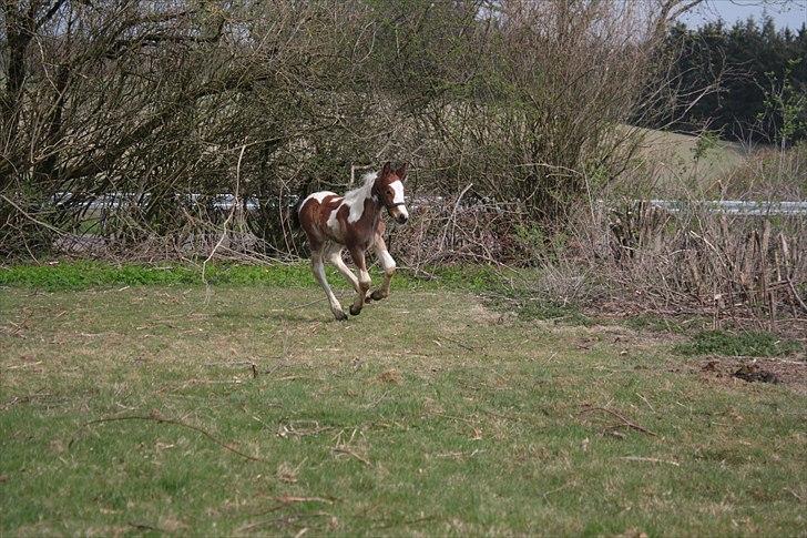 Tinker Li. Høngård´s Flicka billede 7