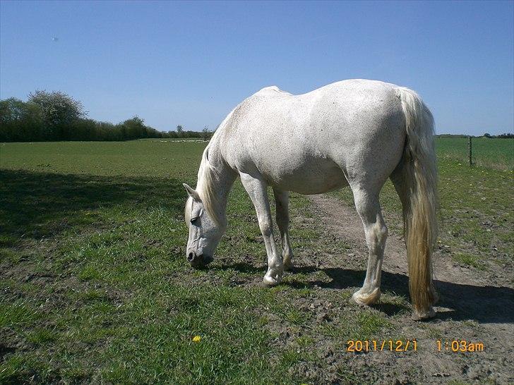 Anden særlig race Ragna billede 16