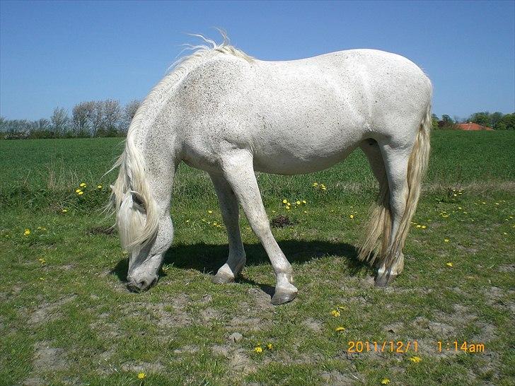 Anden særlig race Ragna billede 17