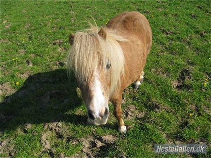 Shetlænder Totti - *15*  billede 15