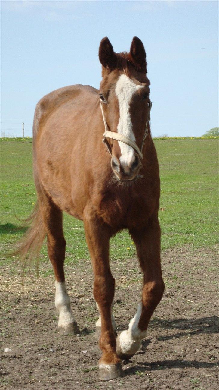 Svensk Varmblod Fröken shelli billede 20