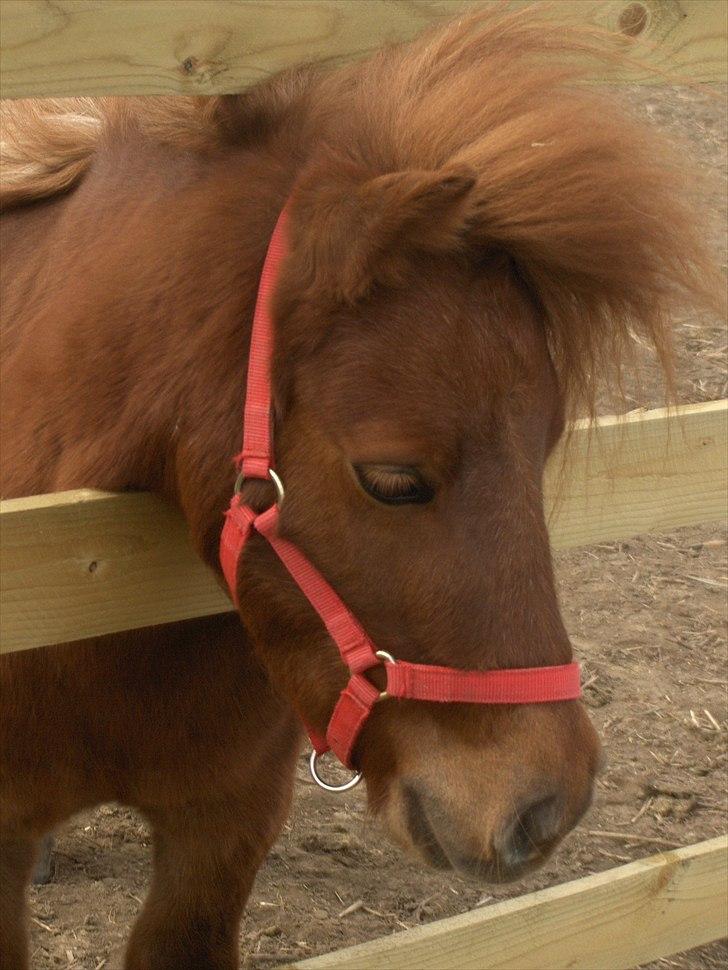 Anden særlig race Sille ll - Det dejligste lille hoved :) billede 13