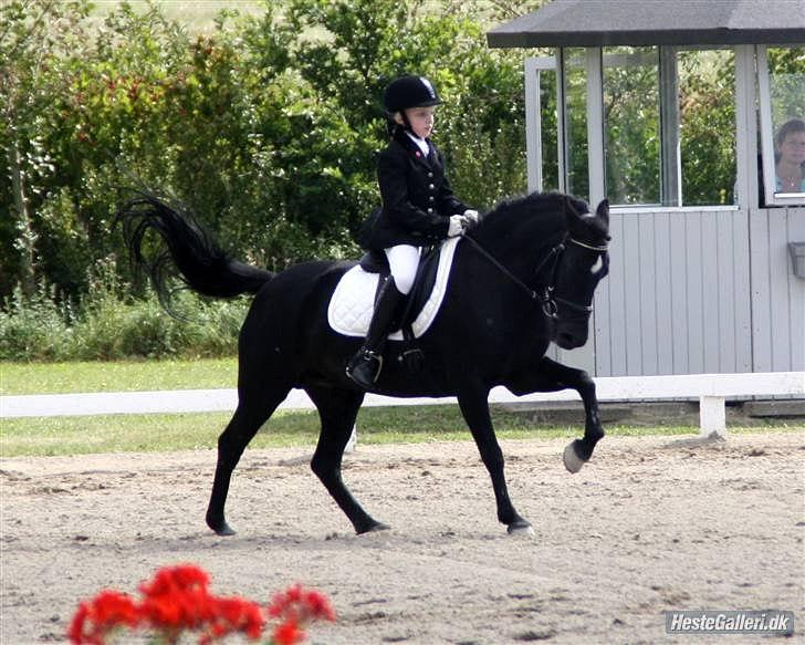 Anden særlig race Magic Manipu <3 - DM 2009 Sølv kat. 3  billede 11