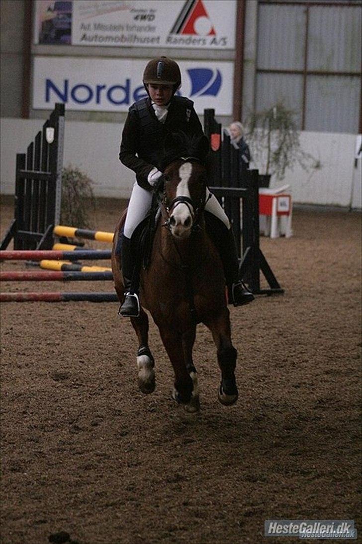 DSP Bæklunds Laredo (søsters) - Jose og Laredo kan flyve :D Foto: Malene Markmann billede 12