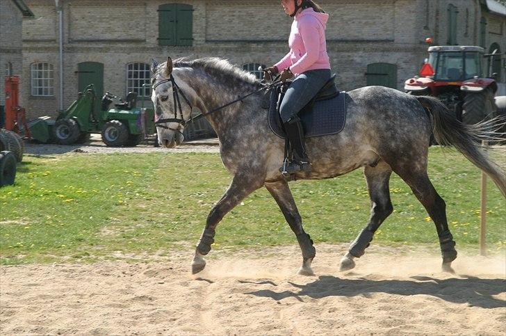 Dansk Varmblod Macon billede 14