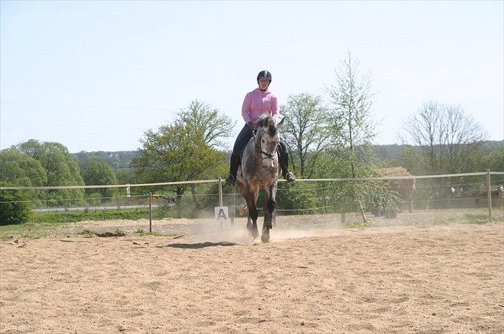 Dansk Varmblod Macon billede 15