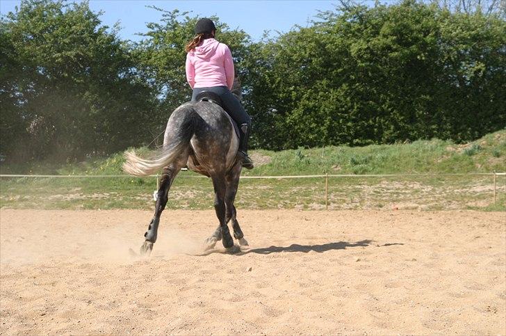 Dansk Varmblod Macon billede 16