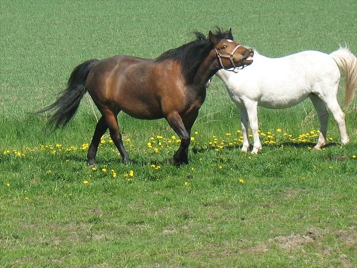 Anden særlig race Dina - Pony og Dina billede 2