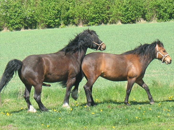 Anden særlig race Dina - Dash snuser til Dina billede 3