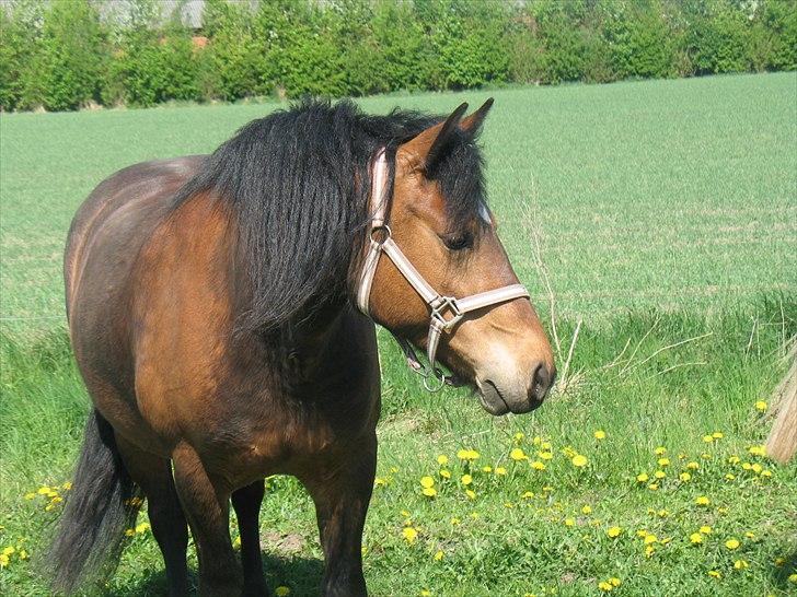 Anden særlig race Dina billede 5