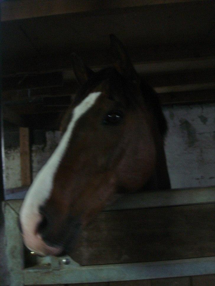 Anden særlig race ***Bastian*** - lige fået søde Bastian XD billede 3