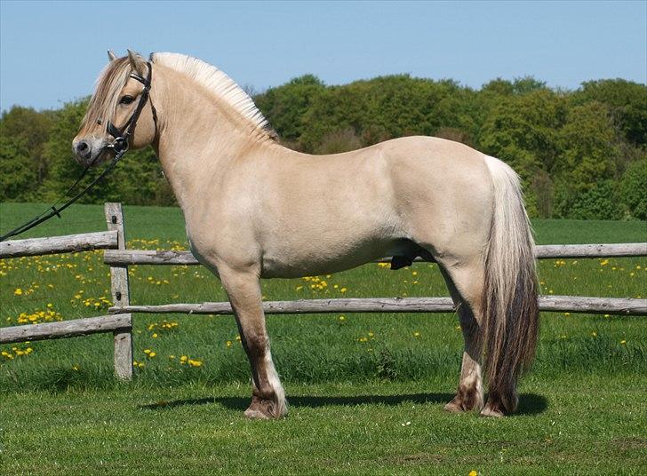 Fjordhest GRANIT HALSNÆS - Dorthealyst 2011 billede 11