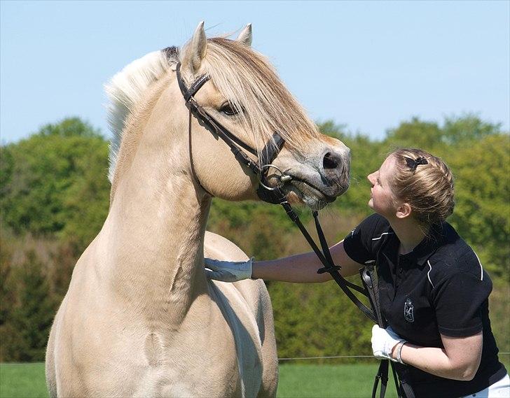 Fjordhest GRANIT HALSNÆS billede 12