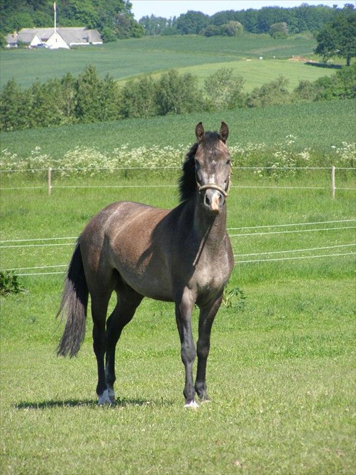 New Forest Saxenhøj's Joakim - Farvel for denne gang. :) husk at ligge en bedømmelse og en kommentar :) billede 20