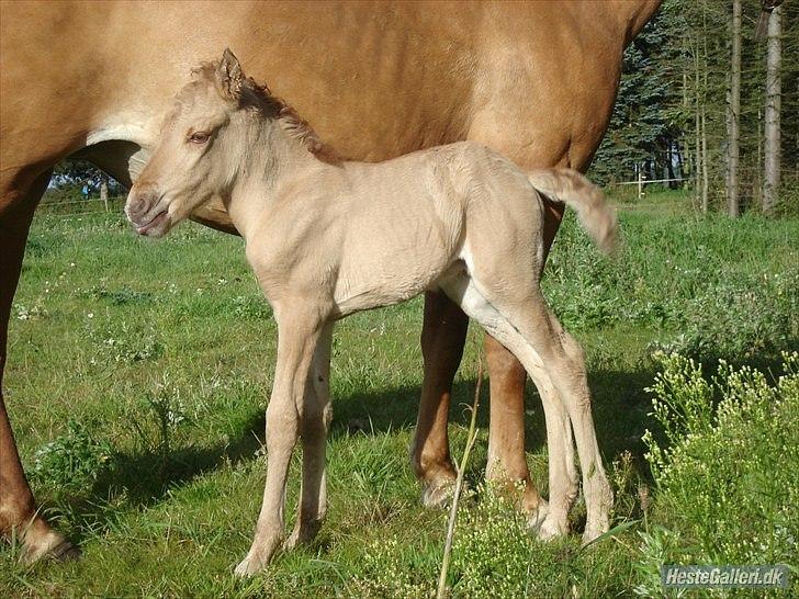 Anden særlig race Baby aka. Tino Von Rebel - 30. august, 2010 - Et billed jeg har fået lov at bruge af tidligere ejer. (: Det er fra Tino-drengen var helt lille og kun ganske få timer gammel, ved siden af sin mor Isabella. billede 15