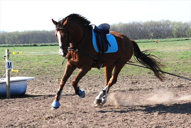 Anden særlig race Jacob<3 - Galop i longen d. 23/4-2011  billede 6