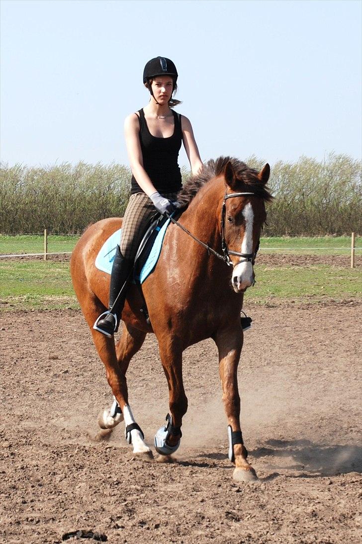 Anden særlig race Jacob<3 - Smukke hest<3 Lige inden jeg fik Jacob<3 2011 billede 7